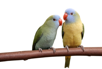 high resolution photo of love birds on transparent background.