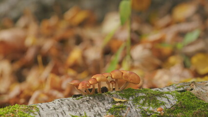 Obraz premium Beautiful autumn forest. Honey fungus. Magic forest mushrooms background. Selective focus.