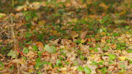 Autumn leaves background. Many dry fallen autumn brown and golden leaves background. Slow motion.