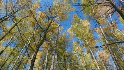 Yellowed leaves on a blue sky background in autumn on a sunny day. Nature change scene. Low angle view.