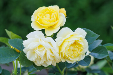 3輪の黄色いバラ