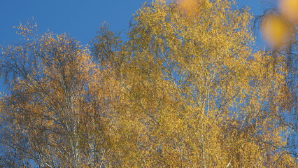 Autumn background with yellow autumn leaves against blue sky. Concept autumn, september, october....