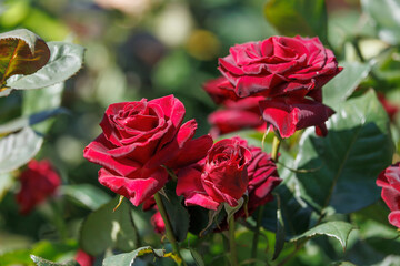 赤いバラ 黒薔薇