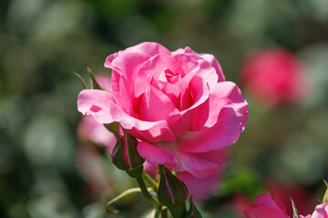 ピンク色のバラ