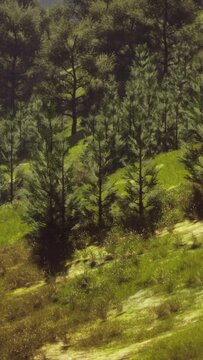 autumn forest on green rocky hills