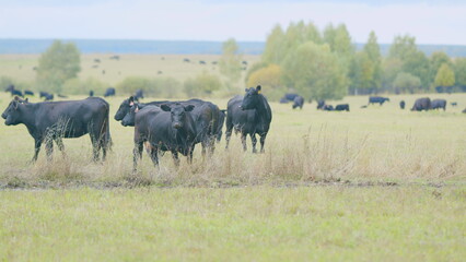 Black and white cows in meadow. Agribusiness with natural pasture. Static view.