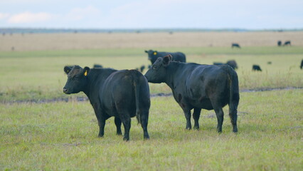 Black angus cattle grazing on a green grass pasture. Grass fed organic beef. Cow in pasture. Static...