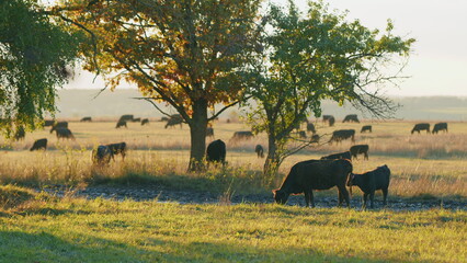 Cows grazing pasture. Young black cow on pastures. Cows in field at sunset. Static view.