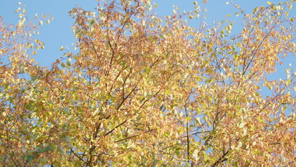 Linden tree in the late autumn. Autumn nature concept. Autumn branches in city park. Low angle view.