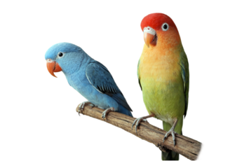 Love birds on transparent background.
