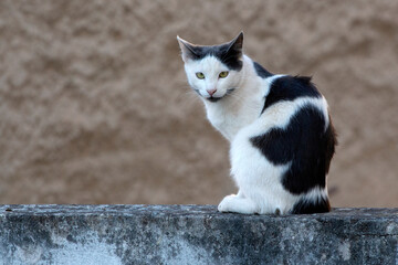 black and white cat standing on a stone fence,  looking the camera, against brown background. selective focus