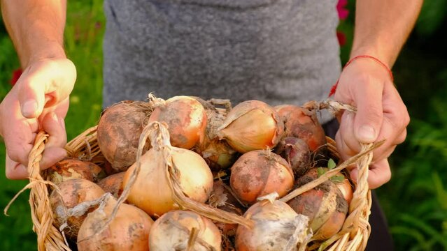 collects onions in a basket in the garden. Selective focus.