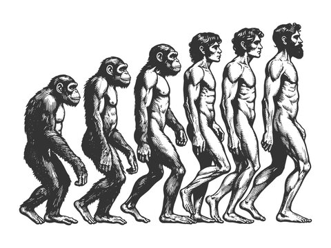 evolution of man from ape through various stages to modern human sketch engraving generative ai fictional character vector illustration. Scratch board imitation. Black and white image.