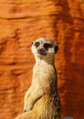 Fototapeta premium meerkat on guard