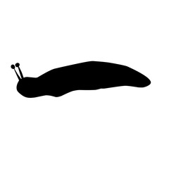 Slug Snail Silhouette 