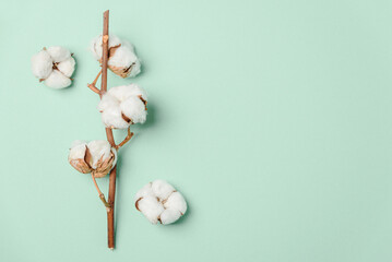 Branch of white cotton flowers on green background. Top view - 809834615