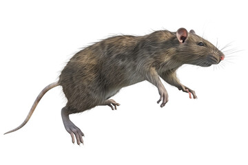 3D Brown Rat moving in Motion - isolated on White Transparent Background, PNG
