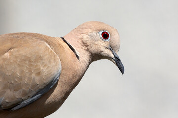 Close up portrait of a young brown dove against gray background. sunny day. selective focus. The Eurasian collared dove (Streptopelia decaocto) is a dove species native to Europe and Asia