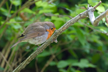 European robin is perching on a tree branch