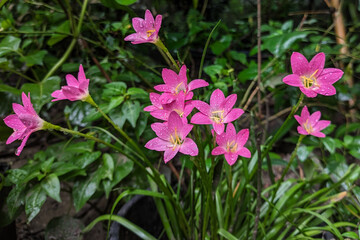 pink flowers in the garden