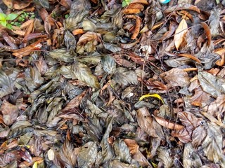 Fallen dry leaves cover the garden soil, organic waste