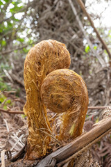Two lover false staghorn ferns curving to each other in fernforest on volcano national park in Hawaii