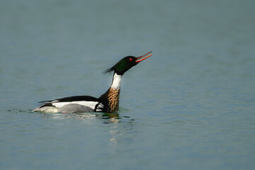 Obraz premium Red-breasted Merganser duck doing a courtship display