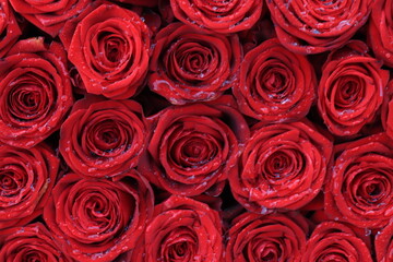 Red bridal roses with drops
