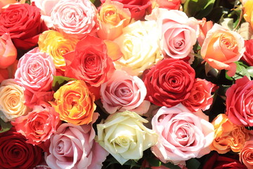 Colorful wedding roses