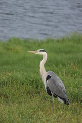 A big grey heron
