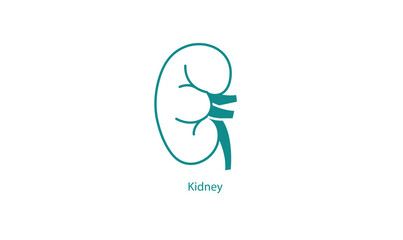 Human Kidney Anatomy Vector Icon