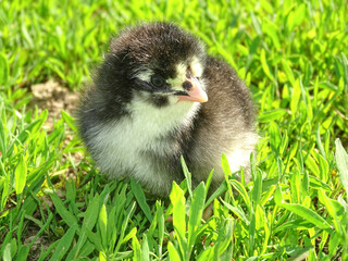 Little chicken in the grass in Romania