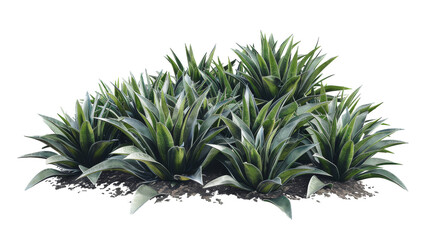 Lush Agave Plants in Natural Habitat