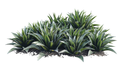 Lush Agave Plants in Natural Habitat