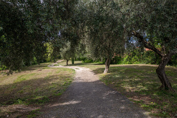 Weg durch eine Baumallee