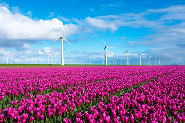 A picturesque scene of vibrant purple tulips swaying in the wind, with towering windmills in the...