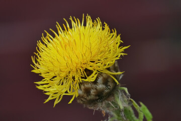 Centaurea macrocephala, blurred soft background