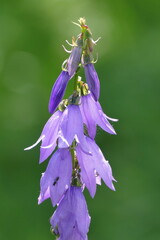 Bellflower (Campanula bononiensis) close-up soft background.
