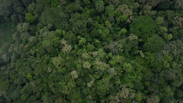 rainforests drone flying over trees
