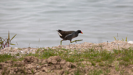 Teichhuhn in Laufschritt
