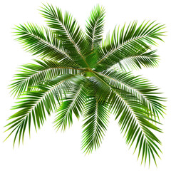 Naklejka premium palm tree isolated on white