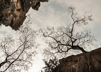 Looking up Beautiful scenery view of Mountain rock cliff and Tree Branches against sky background...