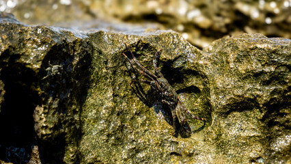 Charybdis feriata ( Rajungan karang, Crucifix Crab, Crucifix Swimming-crab). This animal is a species of swimming crab in the family Portunidae