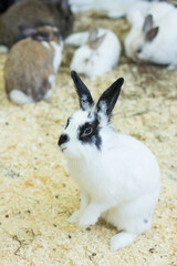 rabbits in a cage eat grass. rabbit cage. feeding rabbits