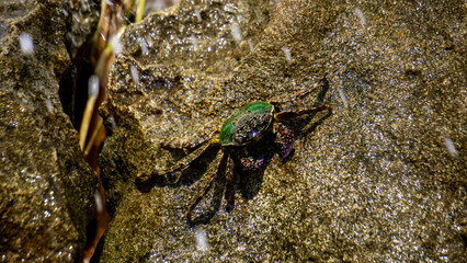 Charybdis feriata ( Rajungan karang, Crucifix Crab, Crucifix Swimming-crab). This animal is a species of swimming crab in the family Portunidae