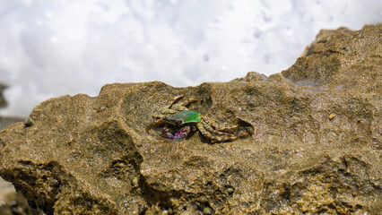 Charybdis feriata ( Rajungan karang, Crucifix Crab, Crucifix Swimming-crab). This animal is a species of swimming crab in the family Portunidae