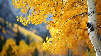 Golden yellow leaves on a tree in autumn, with a blurred background of more fall foliage.