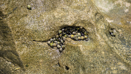 Charybdis feriata ( Rajungan karang, Crucifix Crab, Crucifix Swimming-crab). This animal is a species of swimming crab in the family Portunidae