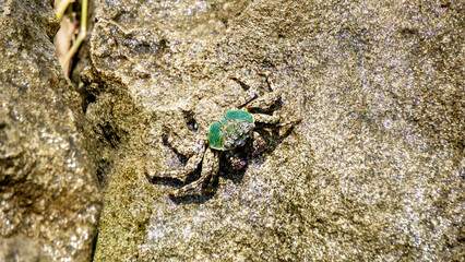 Charybdis feriata ( Rajungan karang, Crucifix Crab, Crucifix Swimming-crab). This animal is a species of swimming crab in the family Portunidae