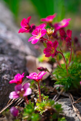 Floral beautiful background with flowering plants, macro, selective focus.	Perennial flower saxifrage with crimson petals on an alpine garden.